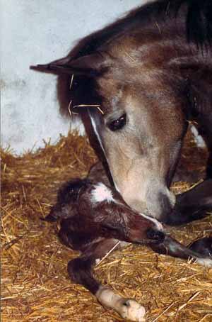 Копыта новорожденного жеребенка. Новорожденный жеребенок. Копыта новорожденных жеребят. Новорожденные жеребята первые часы.