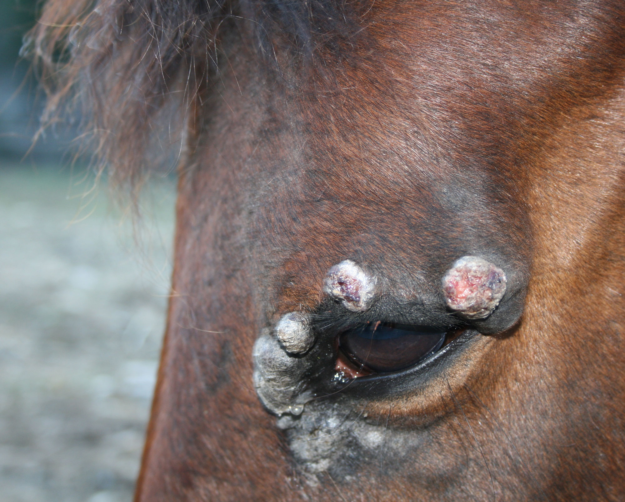 Sarcoïdes chez le cheval : symptômes, causes et traitement ...