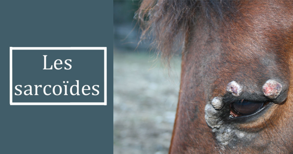 Sarcoïdes chez le cheval : symptômes, causes et traitement ...