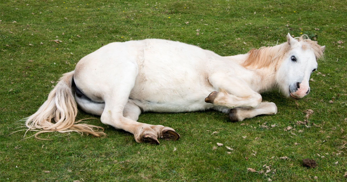 Coliques du cheval : symptômes, causes et traitements - Classequine