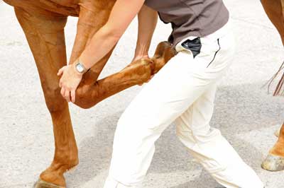 examen orthopedique cheval