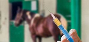 vaccins chez le cheval