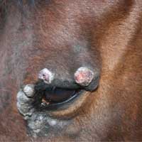 dermatologie-cheval