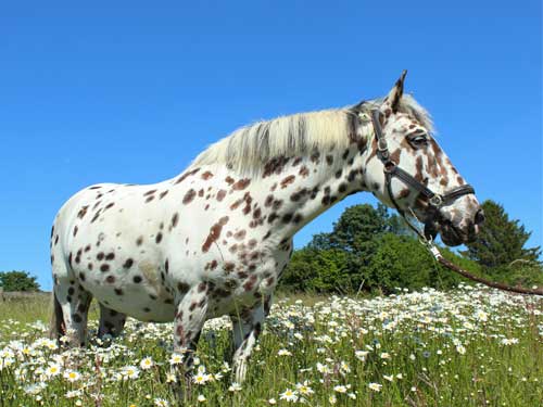 Appaloosa-cheval