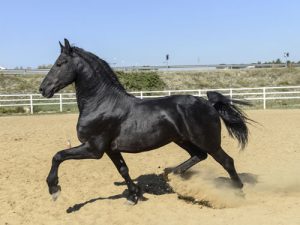 cheval Arabo-Frison