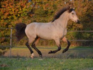 cheval Connemara
