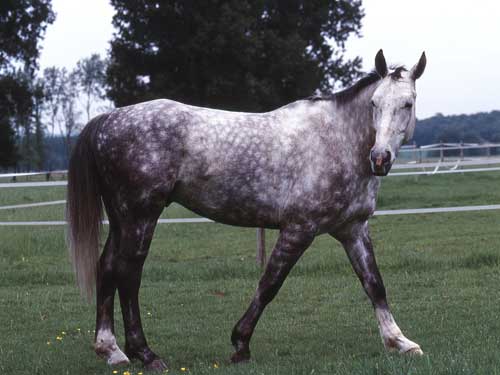 Hanovrien-cheval