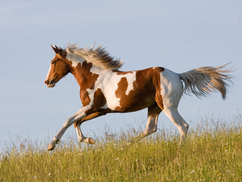 Paint-Horse