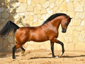 cheval Pur-sang Arabe