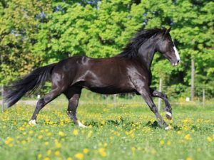 cheval Tennessee Walker