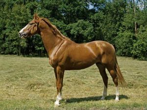 cheval Anglo-Arabe