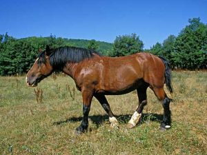 cheval Cob Normand