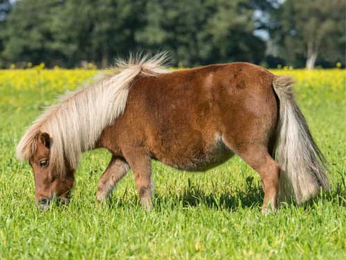 poney-Shetland