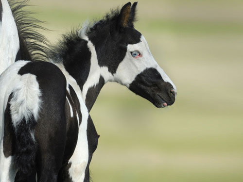 Nokota é uma raça de cavalo rara na América do Norte - Team Roping Brasil
