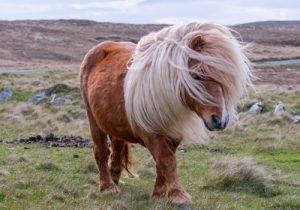 race-poney-Shetland