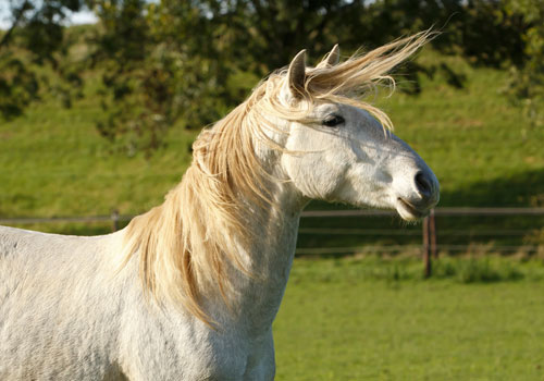 Cartujano-cheval