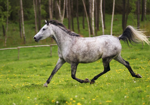 Shagya-cheval