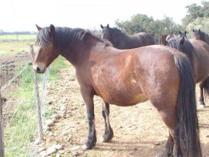 cheval Cheval du Vercors de Barraquand