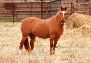 cheval American Saddlebred