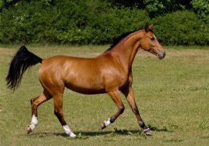 cheval Westphalien
