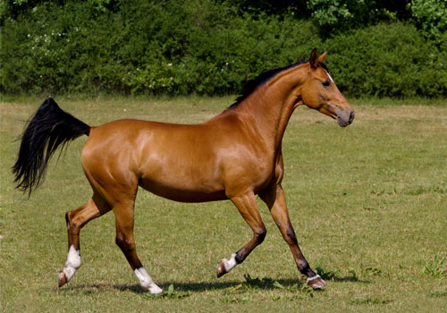 Westphalien-cheval