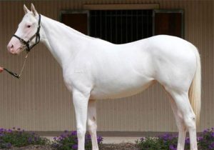 cheval Camarillo white