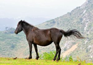 cheval Asturcón