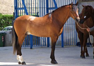 cheval Pure Race Espagnole (PRE)
