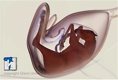 quatrieme-trimestre-gestation-jument-