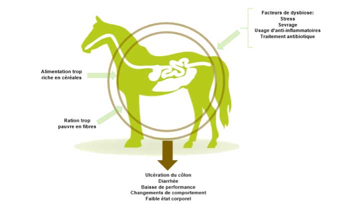 desequilibre-flore-intestinal-cheval